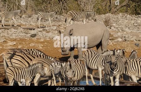 Bianco (con punta quadrata) Rhinoceros che condivide la fossa nella Namibia settentrionale Foto Stock