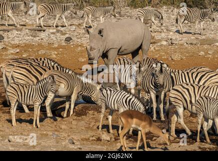 Bianco (con punta quadrata) Rhinoceros che condivide la fossa nella Namibia settentrionale Foto Stock