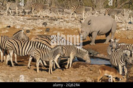 Bianco (con punta quadrata) Rhinoceros che condivide la fossa nella Namibia settentrionale Foto Stock