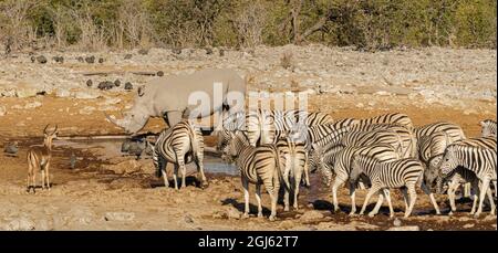 Bianco (con punta quadrata) Rhinoceros che condivide la fossa nella Namibia settentrionale Foto Stock