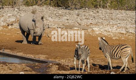 Bianco (con punta quadrata) Rhinoceros che condivide la fossa nella Namibia settentrionale Foto Stock