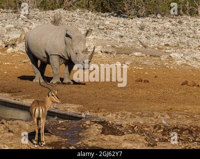 Bianco (con punta quadrata) Rhinoceros che condivide la fossa nella Namibia settentrionale Foto Stock