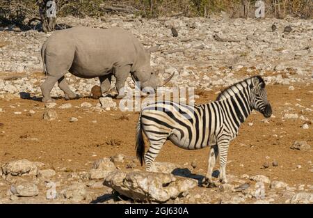 Bianco (con punta quadrata) Rhinoceros che condivide la fossa nella Namibia settentrionale Foto Stock