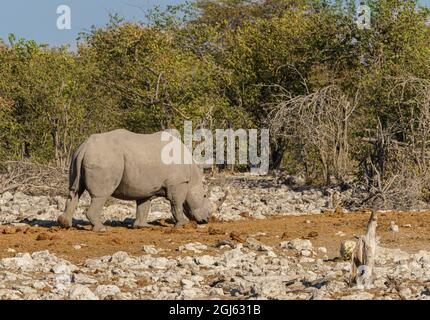 Bianco (con punta quadrata) Rhinoceros che condivide la fossa nella Namibia settentrionale Foto Stock