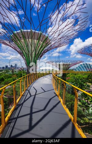 Il Supertree Grove dall'OCBC Skyway presso Gardens by the Bay, Singapore. Foto Stock