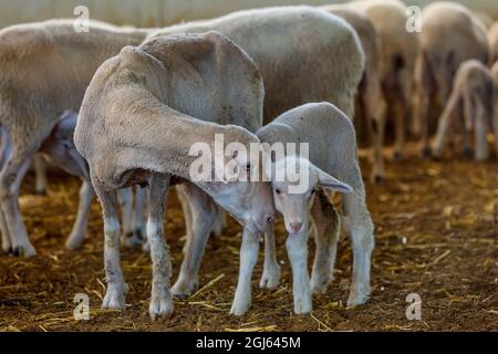 Pecora e agnello, allevamento biologico di pecore, regione di Marmara, Turchia. Foto Stock