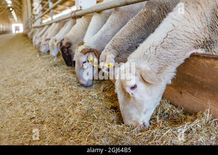 Alimentazione di pecora, fattoria di pecora organica. Regione di Marmara, Turchia. Foto Stock