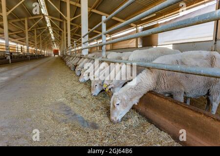 Alimentazione di pecora, fattoria di pecora organica. Regione di Marmara, Turchia. Foto Stock