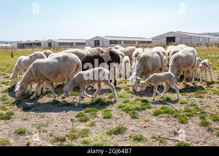 Pecora e agnelli, fattoria di pecora biologica. Regione di Marmara, Turchia. Foto Stock