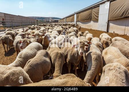 Pecora, fattoria di pecora biologica. Regione di Marmara, Turchia. Foto Stock