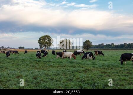 Amish Dairy Farm, mucche da latte pascolo, Estate, Indiana, USA, Di James D Coppinger/Dembinsky Photo Assoc Foto Stock