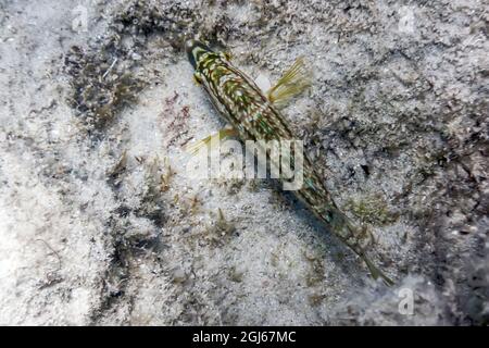 Symphodus roissali, cinque wrasse macchiato Underwater Close Up Foto Stock