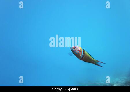 Ornate Wrasse (Thalassoma Pavo) Colourful Fish Underwater Foto Stock