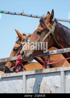 Il mercato del bestiame a Tokmok, una città ai piedi del Tien Shan vicino a Bishkek, Kirghizistan Foto Stock