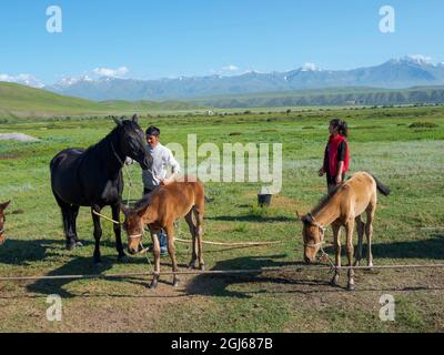 Mungendo un mare, catturando e tenendo il mare e il nemico. Cavalli per la produzione di latte, kumys e carne. Una tipica fattoria nella pianura di Suusamyr, un nascondiglio Foto Stock
