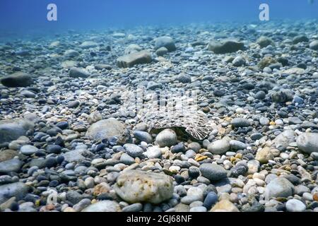 Flounder mimetizzata subacquea, perfetta mimetizzazione subacquea vita Foto Stock