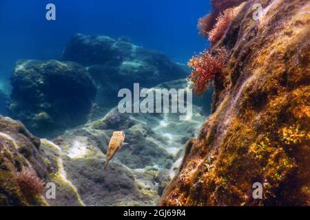 Piscina di Puffer Fish vicino alla barriera corallina subacquea Foto Stock