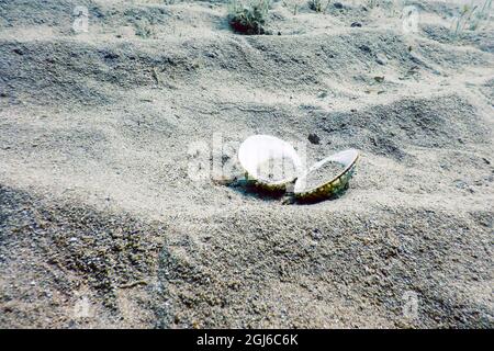 Conchiglia adagiata sul fondo marino di sabbia (Acanthocardia tubercolata) sottomarina Foto Stock