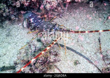 Aragosta spinosa comune (Palinurus elefa) aragosta mediterranea Foto Stock