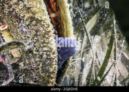 Moray Mediterraneo (Muraena helena) Sant'Elena Moray Foto Stock