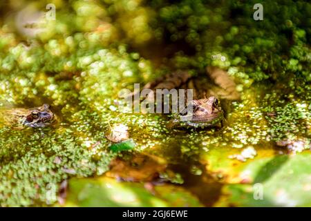 Rana comune Rana temporaria che si apre attraverso le alghe anatre in un giardino stagno britannico Foto Stock