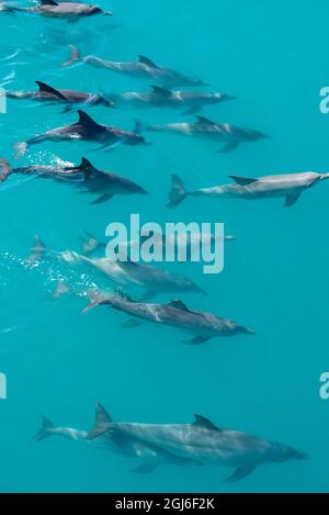 Australia Occidentale, Kimberley Coast, Yampi Sound, Arcipelago Buccaneer. Cialda di delfini tursiopi indoPacifico. Foto Stock