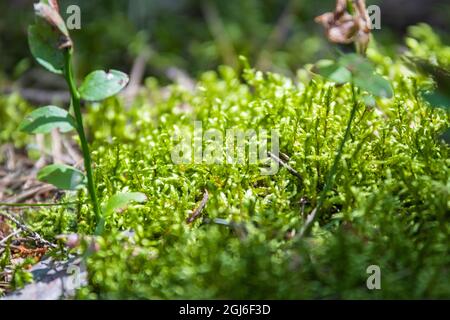 primo piano di muschio illuminato dal sole in una fitta foresta con focalizzazione su parte del muschio e dintorni sfocati Foto Stock