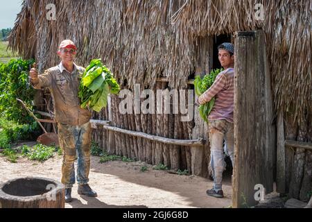 Uomini che trasportano foglie di tabacco in fienile di essiccazione in Valle del Silencio vicino Vinales, Cuba. Foto Stock