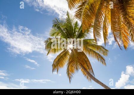 Caraibi, Grenada, isola Mayreau. Palme contro il cielo. Credit as: Don Paulson / Galleria Jaynes / DanitaDelimont.com Foto Stock