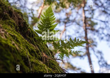 felce verde che cresce su una parete di roccia coperta di muschio con alberi sfocati e cielo sullo sfondo Foto Stock