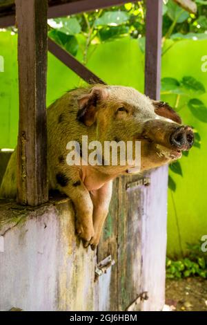 Bere birra maiale a Mount Pellier Hut bar, St. Croix, Isole Vergini americane. Foto Stock