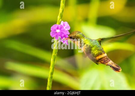 Caribbean, Trinidad, Asa Wright Nature Center. Femmina tufted coquette hummingbird nutrimento. Su vervine f credito come: Cathy e Gordon Illg / Jaynes Gall Foto Stock