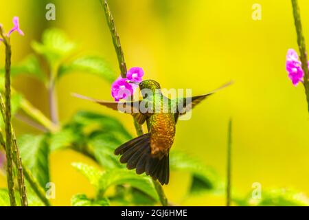 Caribbean, Trinidad, Asa Wright Nature Center. Colibrì frugato di rame che si nutrono di un fiore di vervine. Credit as: Cathy e Gordon Illg / Jaynes Gallery Foto Stock