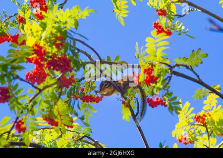 Un chippunk siberiano a strisce marroni si trova sulla cima dei rami degli alberi, si allunga, si toglie e mangia bacche rosse di viburnum, cenere di montagna Foto Stock