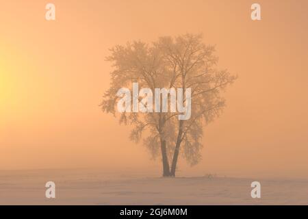 Canada, Manitoba, Dugald. Hoarfrost coperto cottonwood albero in nebbia all'alba. Credit as: Mike Grandmaison / Jaynes Gallery / DanitaDelimont. com Foto Stock