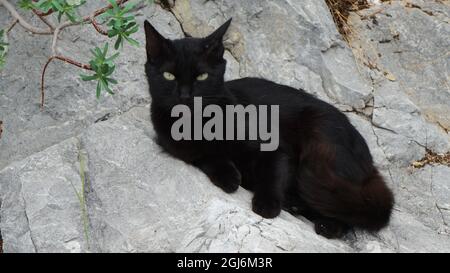 Gatto nero su una roccia, Nauplia, Peloponneso, Grecia Foto Stock