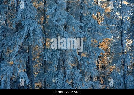 Canada, Manitoba, Belair Provincial Forest. Retroilluminati Jack pini coperti di hoarfrost. Credit as: Mike Grandmaison / Jaynes Gallery / DanitaDelimon Foto Stock