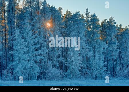 Canada, Manitoba, Belair Provincial Forest. Retroilluminati Jack pini coperti di hoarfrost. Credit as: Mike Grandmaison / Jaynes Gallery / DanitaDelimon Foto Stock