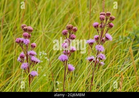 Canada, Manitoba, Tall-grass Prairie Preserve. Prato che abbellisce i fiori delle stelle in campo. Foto Stock