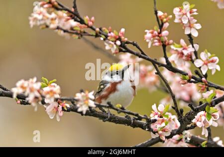 Canada, Manitoba, Winnipeg. Verruca a faccia di castagno in ciliegio Nanking in primavera. Foto Stock
