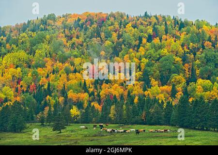 Canada, New Brunswick, Saint-Jacques. Foresta acadiana in autunno fogliame. Credit as: Mike Grandmaison / Jaynes Gallery / DanitaDelimont. com Foto Stock