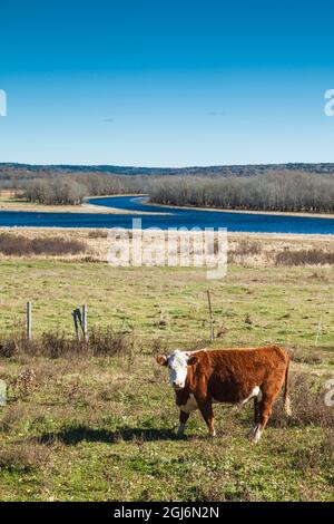 Canada, New Brunswick, Saint John River Valley, Gagetown. Campo con mucca e vista sul fiume San Giovanni. Foto Stock