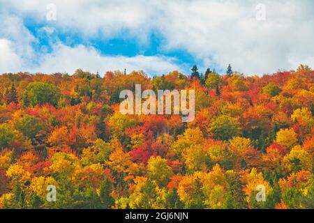 Canada, Nuova Scozia, Indian Brook. Foresta in autunno fogliame. Credit as: Mike Grandmaison / Jaynes Gallery / DanitaDelimont. com Foto Stock