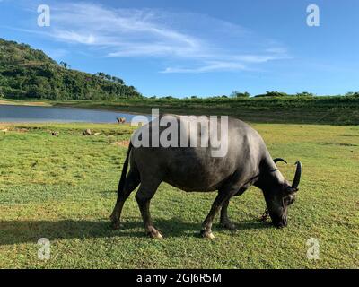 acqua di bufalo pascolo nel prato vicino al serbatoio in estate Foto Stock