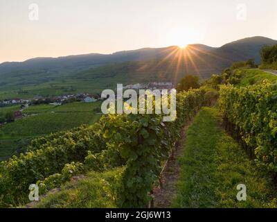 Il villaggio storico di Weissenkirchen è situato nella zona vinicola, patrimonio dell'umanità dell'UNESCO. Austria inferiore Foto Stock