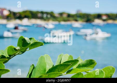 Scena balneare in Istria, Croazia con porto e barche sullo sfondo Foto Stock