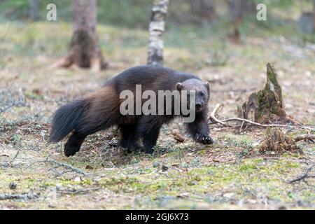 Finlandia, Regione della Carelia settentrionale, Lieksa, wolverine, Guo guo. Una luverina attraversa una radura nei boschi. Foto Stock