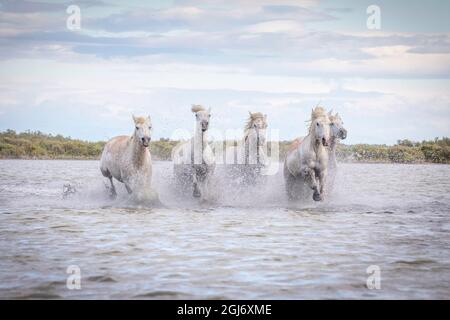 Europa, Francia, Provenza. Camargue cavalli che corrono in acqua. Foto Stock