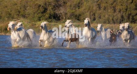 Europa, Francia, Provenza. Camargue cavalli che corrono in acqua. Foto Stock