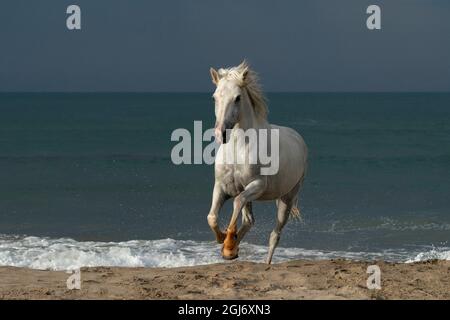 Europa, Francia, Provenza. Camargue cavallo correre sulla spiaggia. Foto Stock